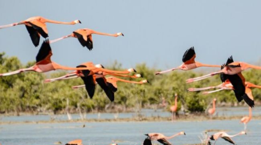 Bird Trail at The Other Corner (TOC), Habarana