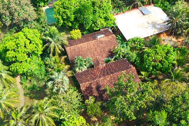 Tropical Garden